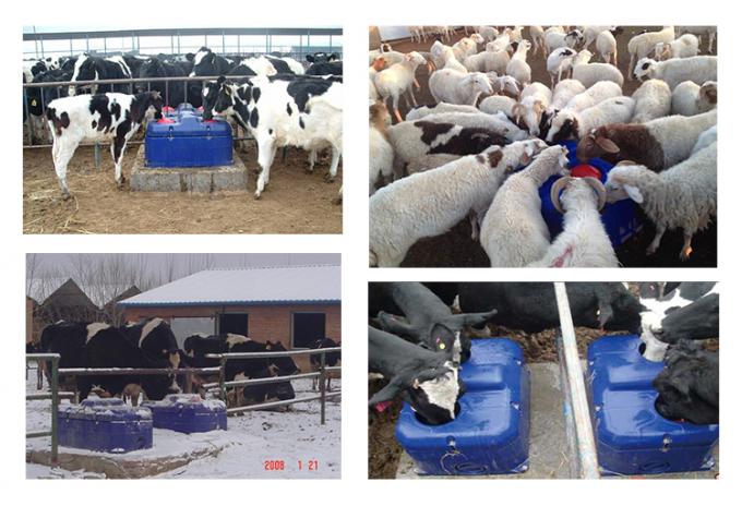 Παγετός ελεύθερος/αυτόματο κύπελλο πόσιμου νερού θερμότητας/αντιψυκτικός εξοπλισμός ζωικού κεφαλαίου γουρνών ποτών αιγών προβάτων βοοειδών αγελάδων αγροτικός
